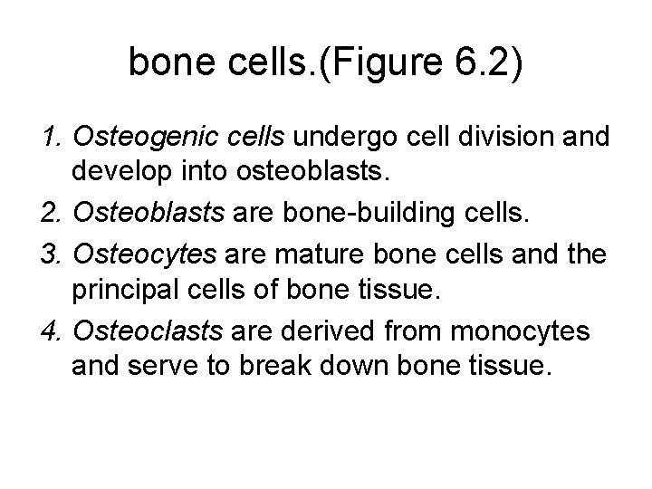 bone cells. (Figure 6. 2) 1. Osteogenic cells undergo cell division and develop into bone cells. (Figure 6. 2) 1. Osteogenic cells undergo cell division and develop into