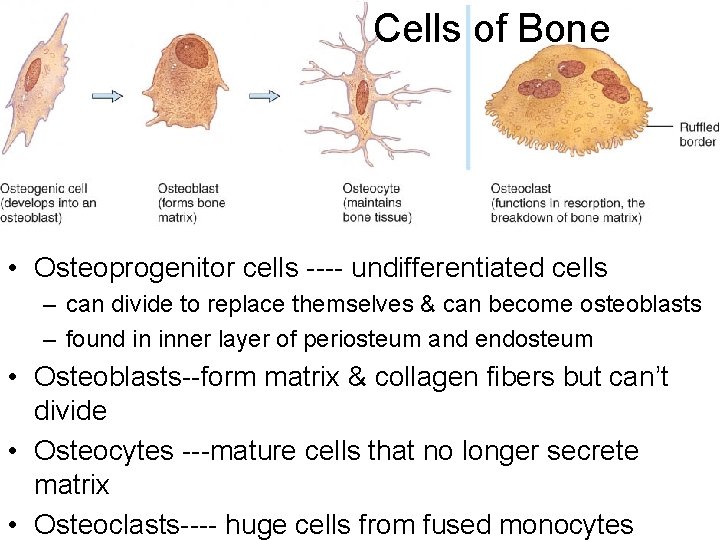 Cells of Bone • Osteoprogenitor cells ---- undifferentiated cells – can divide to replace Cells of Bone • Osteoprogenitor cells ---- undifferentiated cells – can divide to replace