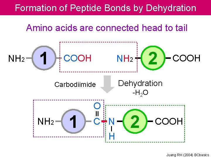 Formation of Peptide Bonds by Dehydration Amino acids are connected head to tail NH