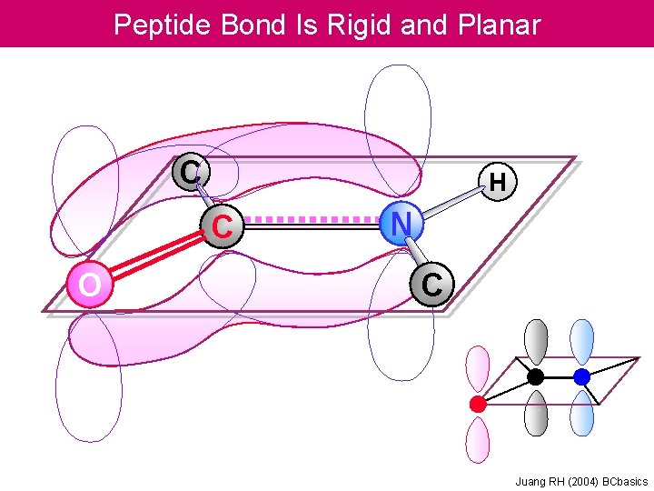 Peptide Bond Is Rigid and Planar C H C O N C Juang RH