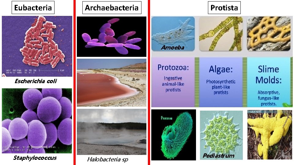 Eubacteria Archaebacteria Protista Amoeba Escherichia coli Staphylococcus Halobacteria sp Pediastrum 