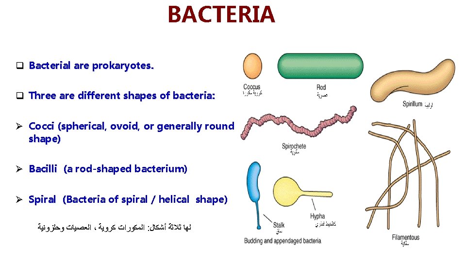 BACTERIA q Bacterial are prokaryotes. q Three are different shapes of bacteria: Ø Cocci