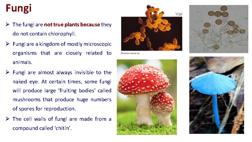 Fungi Ø The fungi are not true plants because they do not contain chlorophyll.