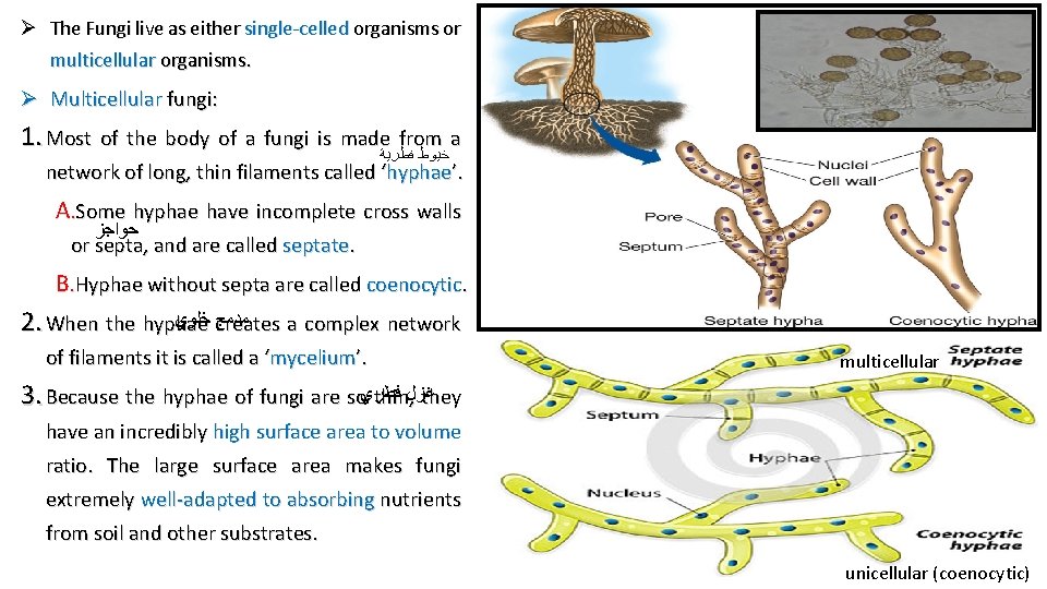Ø The Fungi live as either single-celled organisms or multicellular organisms. Ø Multicellular fungi: