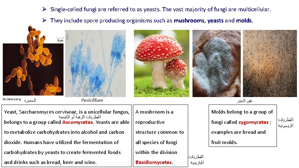 Ø Single-celled fungi are referred to as yeasts. The vast majority of fungi are