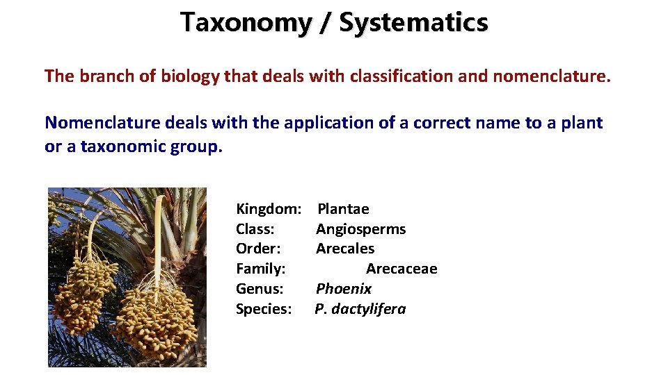 Taxonomy / Systematics The branch of biology that deals with classification and nomenclature. Nomenclature