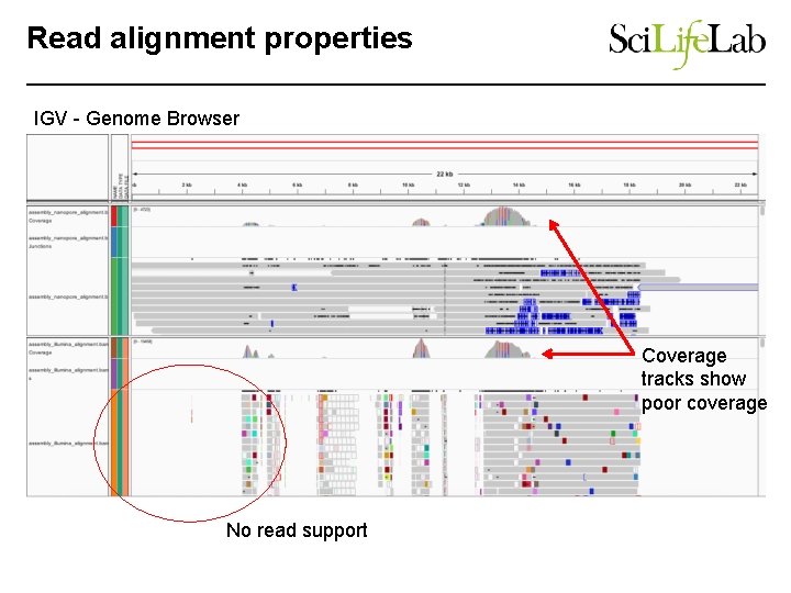 Read alignment properties IGV - Genome Browser Coverage tracks show poor coverage No read