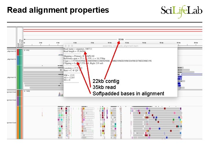 Read alignment properties 22 kb contig 35 kb read Softpadded bases in alignment 