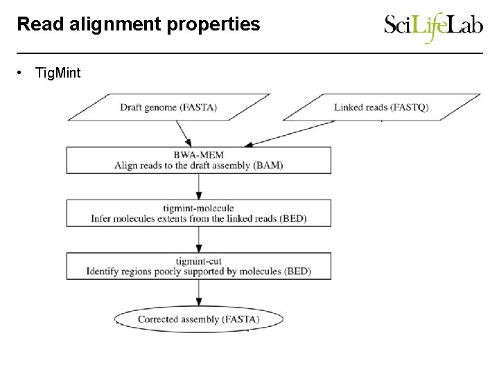 Read alignment properties • Tig. Mint 