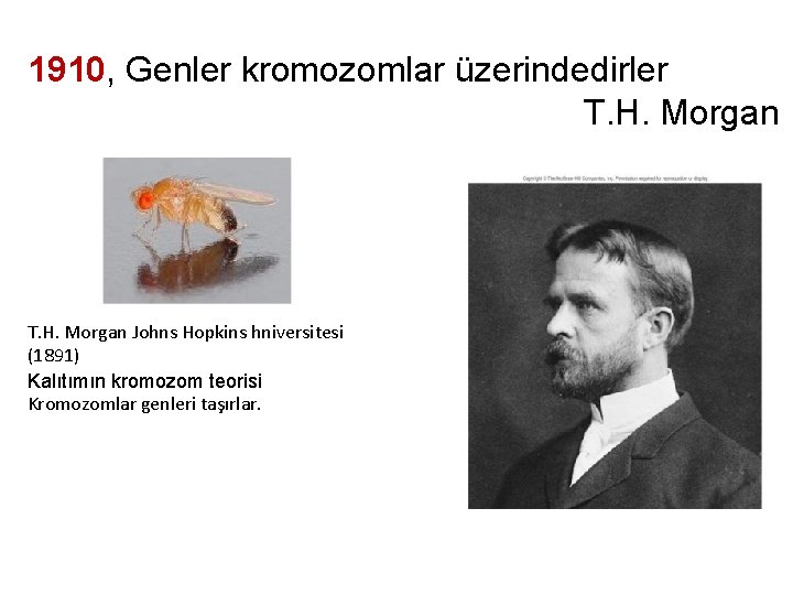 1910, Genler kromozomlar üzerindedirler T. H. Morgan Johns Hopkins hniversitesi (1891) Kalıtımın kromozom teorisi