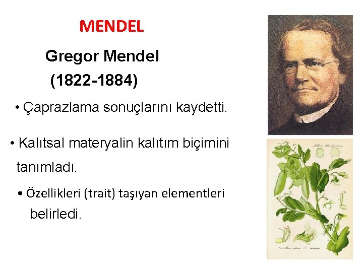 MENDEL Gregor Mendel (1822 -1884) • Çaprazlama sonuçlarını kaydetti. • Kalıtsal materyalin kalıtım biçimini