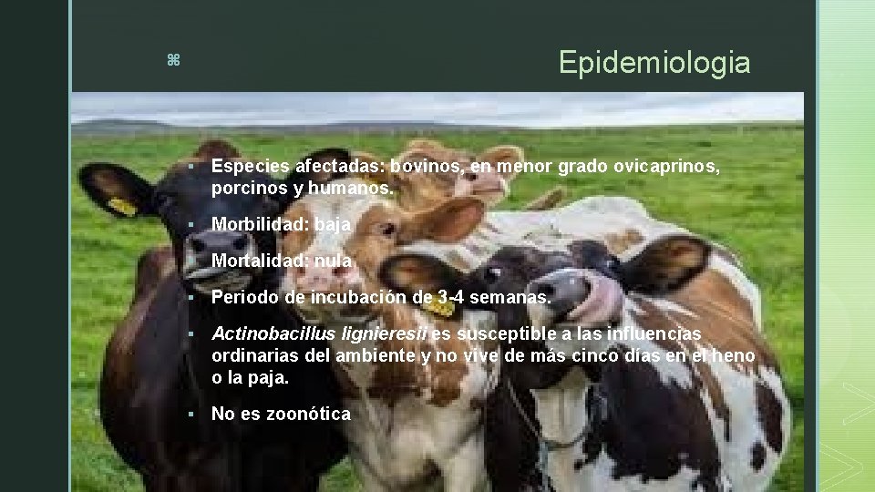 Epidemiologia z § Especies afectadas: bovinos, en menor grado ovicaprinos, porcinos y humanos. §