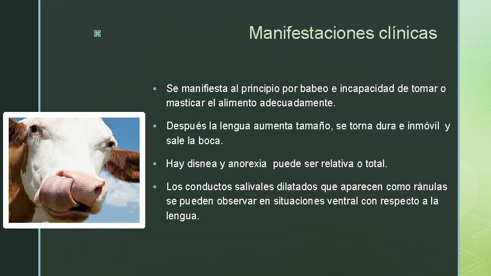 Manifestaciones clínicas z § Se manifiesta al principio por babeo e incapacidad de tomar