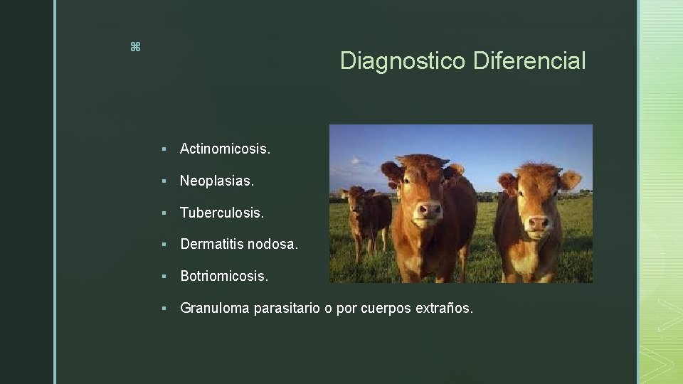 z Diagnostico Diferencial § Actinomicosis. § Neoplasias. § Tuberculosis. § Dermatitis nodosa. § Botriomicosis.