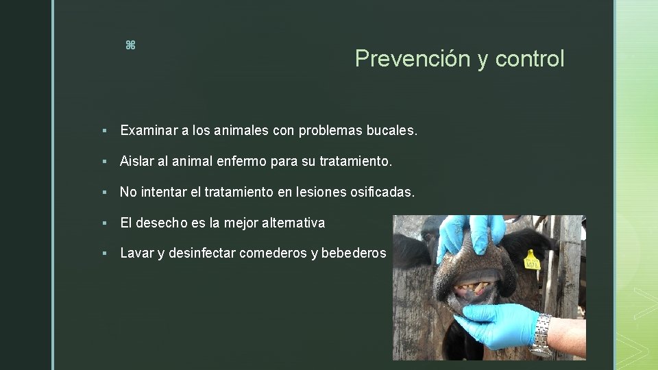 z Prevención y control § Examinar a los animales con problemas bucales. § Aislar