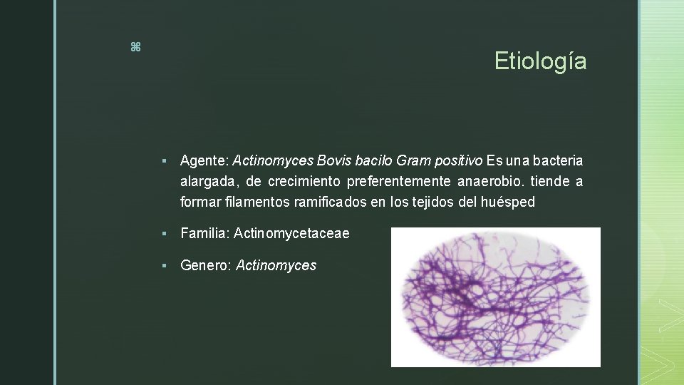 z Etiología § Agente: Actinomyces Bovis bacilo Gram positivo Es una bacteria alargada, de