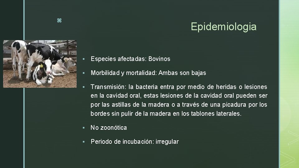 z Epidemiologia § Especies afectadas: Bovinos § Morbilidad y mortalidad: Ambas son bajas §