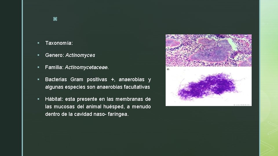 z § Taxonomía: § Genero: Actinomyces § Familia: Actinomycetaceae. § Bacterias Gram positivas +,