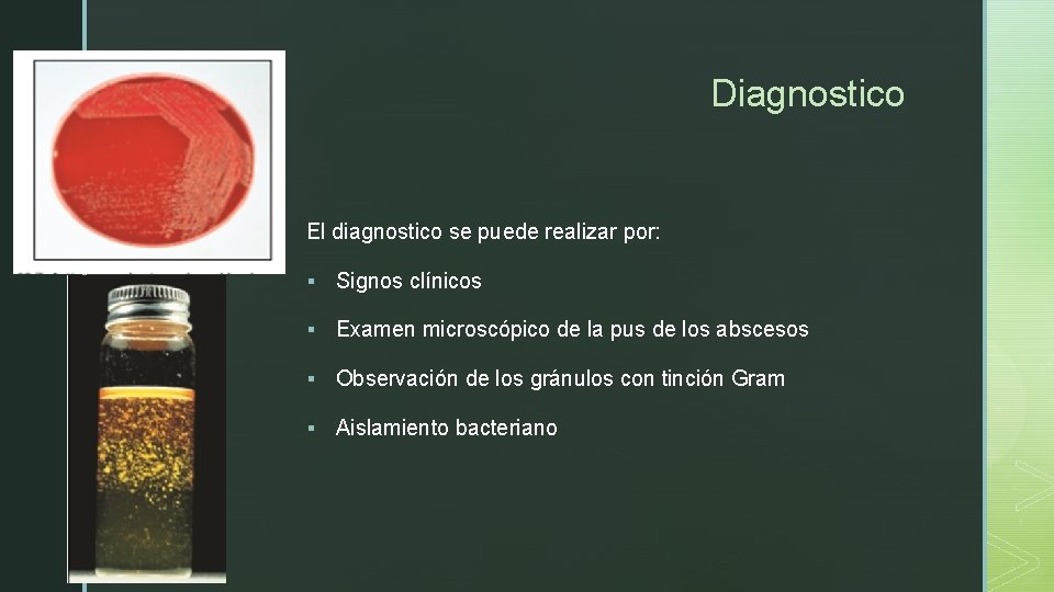 z Diagnostico El diagnostico se puede realizar por: § Signos clínicos § Examen microscópico