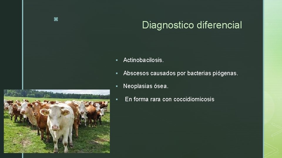 z Diagnostico diferencial § Actinobacilosis. § Abscesos causados por bacterias piógenas. § Neoplasias ósea.