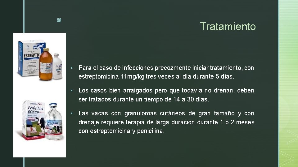 z Tratamiento § Para el caso de infecciones precozmente iniciar tratamiento, con estreptomicina 11