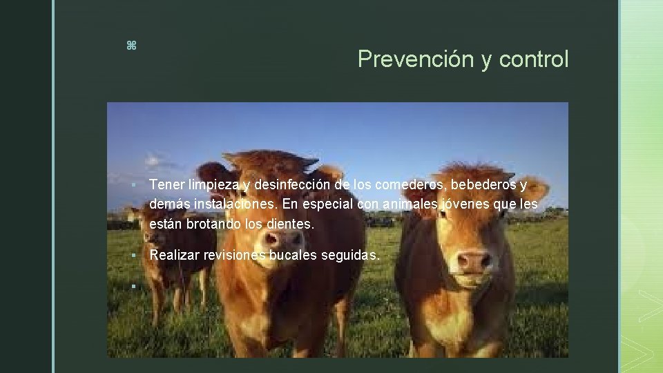 z Prevención y control § Tener limpieza y desinfección de los comederos, bebederos y
