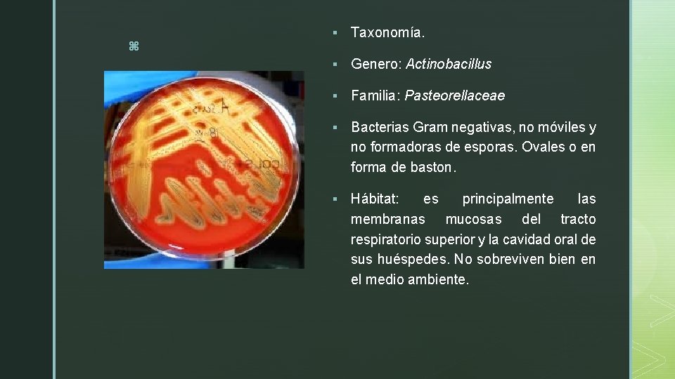 z § Taxonomía. § Genero: Actinobacillus § Familia: Pasteorellaceae § Bacterias Gram negativas, no