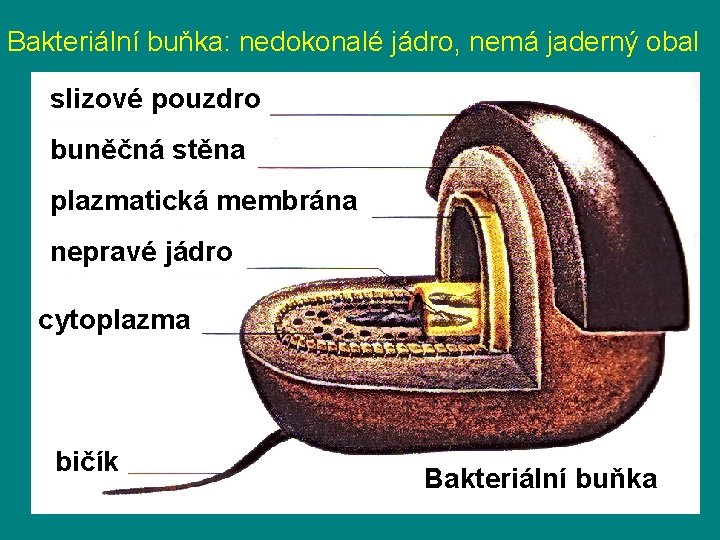 Bakteriální buňka: nedokonalé jádro, nemá jaderný obal slizové pouzdro buněčná stěna plazmatická membrána nepravé