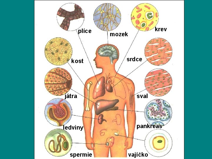 plíce kost krev mozek srdce játra sval ledviny pankreas spermie vajíčko 