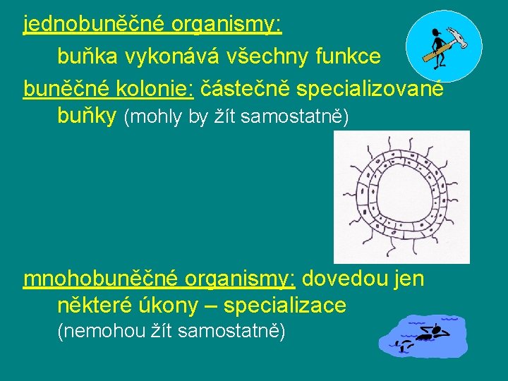 jednobuněčné organismy: buňka vykonává všechny funkce buněčné kolonie: částečně specializované buňky (mohly by žít