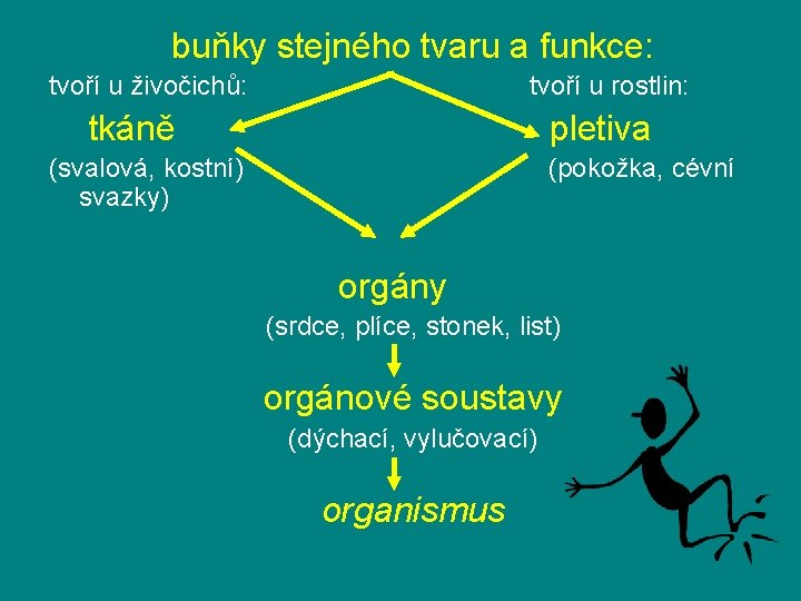 buňky stejného tvaru a funkce: tvoří u živočichů: tvoří u rostlin: tkáně pletiva (svalová,