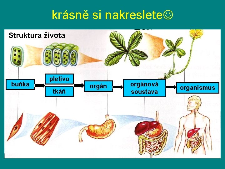 krásně si nakreslete Struktura života buňka pletivo tkáň orgánová soustava organismus 