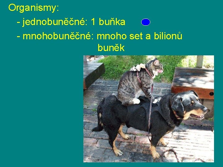 Organismy: - jednobuněčné: 1 buňka - mnohobuněčné: mnoho set a bilionů buněk 