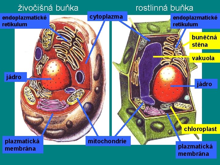 živočišná buňka endoplazmatické retikulum rostlinná buňka cytoplazma endoplazmatické retikulum buněčná stěna vakuola jádro chloroplast