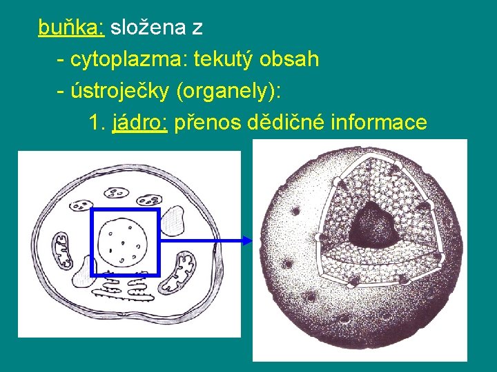 buňka: složena z - cytoplazma: tekutý obsah - ústroječky (organely): 1. jádro: přenos dědičné