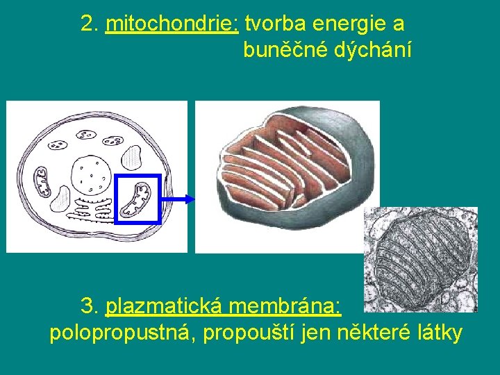 2. mitochondrie: tvorba energie a buněčné dýchání 3. plazmatická membrána: polopropustná, propouští jen některé