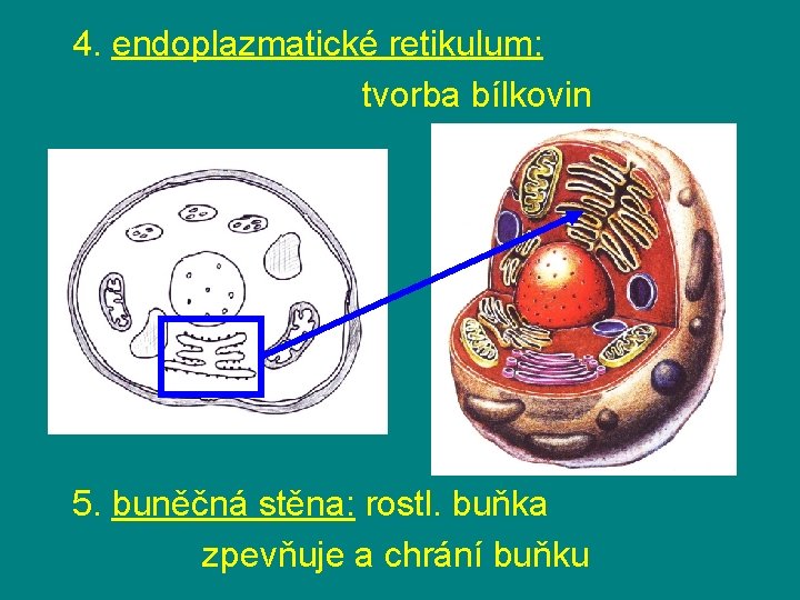 4. endoplazmatické retikulum: tvorba bílkovin 5. buněčná stěna: rostl. buňka zpevňuje a chrání buňku