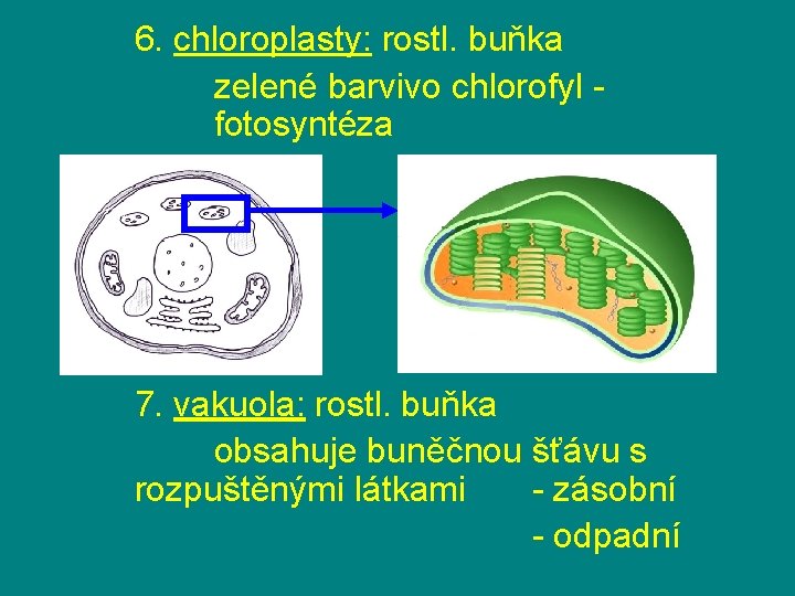 6. chloroplasty: rostl. buňka zelené barvivo chlorofyl fotosyntéza 7. vakuola: rostl. buňka obsahuje buněčnou