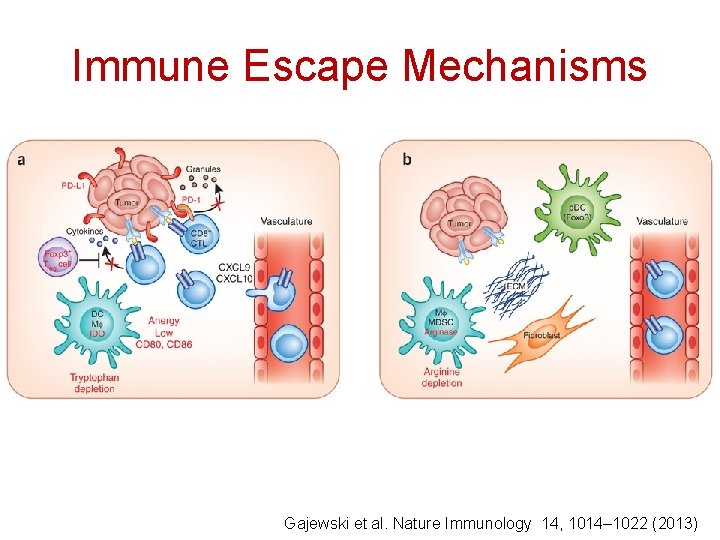 Figure 1 Immune Escape Mechanisms Gajewski et al. Nature Immunology 14, 1014– 1022 (2013)
