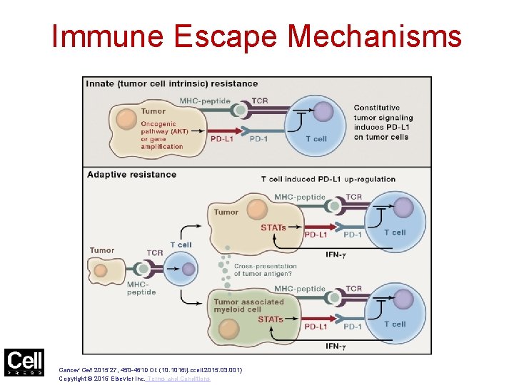 Figure 2 Immune Escape Mechanisms Cancer Cell 2015 27, 450 -461 DOI: (10. 1016/j.