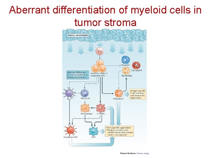 Aberrant differentiation of myeloid cells in tumor stroma 