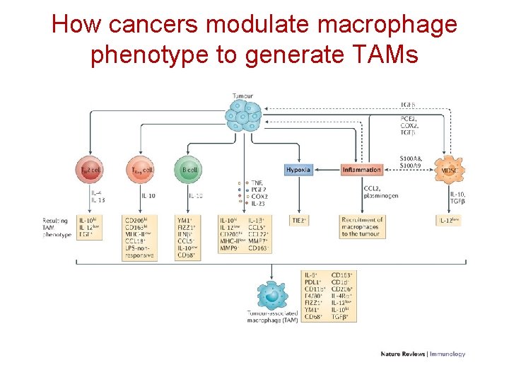 How cancers modulate macrophage phenotype to generate TAMs 