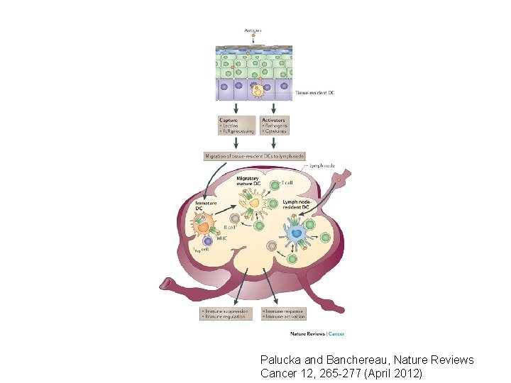 Palucka and Banchereau, Nature Reviews Cancer 12, 265 -277 (April 2012) 