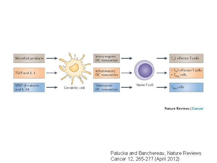 Palucka and Banchereau, Nature Reviews Cancer 12, 265 -277 (April 2012) 