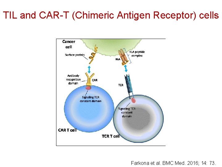 TIL and CAR-T (Chimeric Antigen Receptor) cells Farkona et al. BMC Med. 2016; 14: