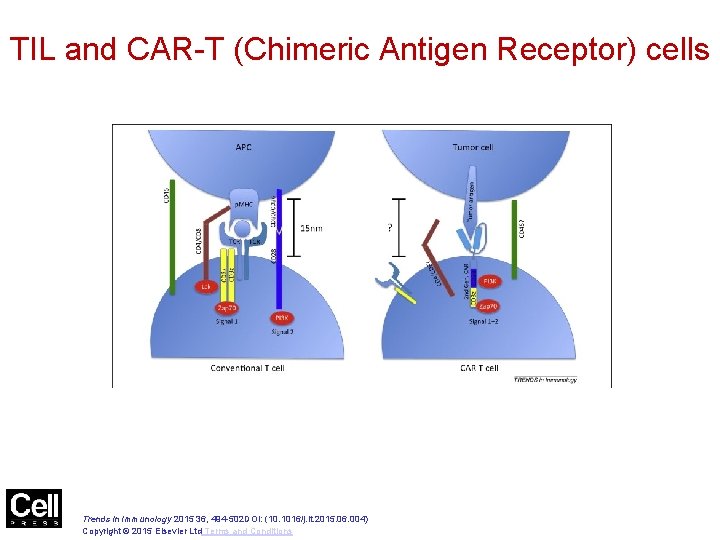 Figure 1 TIL and CAR-T (Chimeric Antigen Receptor) cells Trends in Immunology 2015 36,