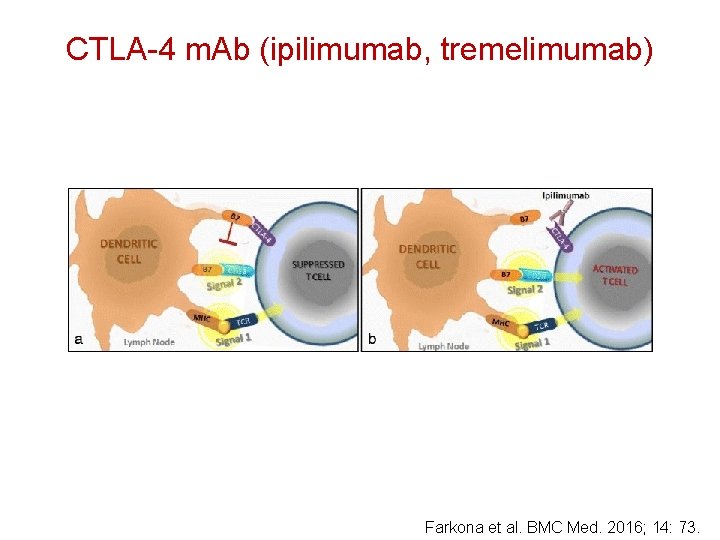 CTLA-4 m. Ab (ipilimumab, tremelimumab) Farkona et al. BMC Med. 2016; 14: 73. 