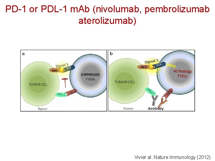 PD-1 or PDL-1 m. Ab (nivolumab, pembrolizumab aterolizumab) Vivier al. Nature Immunology (2012) 
