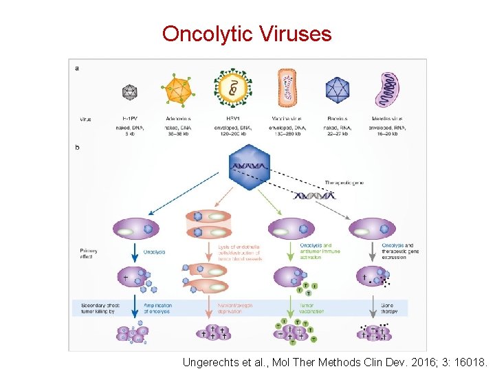 Oncolytic Viruses Ungerechts et al. , Mol Ther Methods Clin Dev. 2016; 3: 16018.