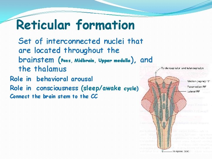 Reticular formation Set of interconnected nuclei that are located throughout the brainstem (Pons, Midbrain,